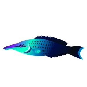 Twilight Bird Wrasse